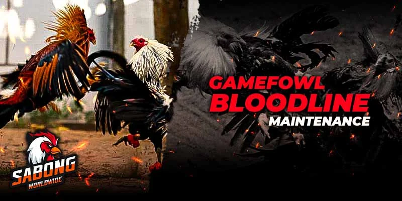 Gamefowl Bloodline Maintenance