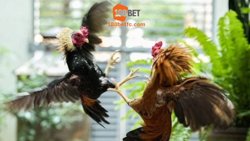 hinh-thuc-da-ga-188bet